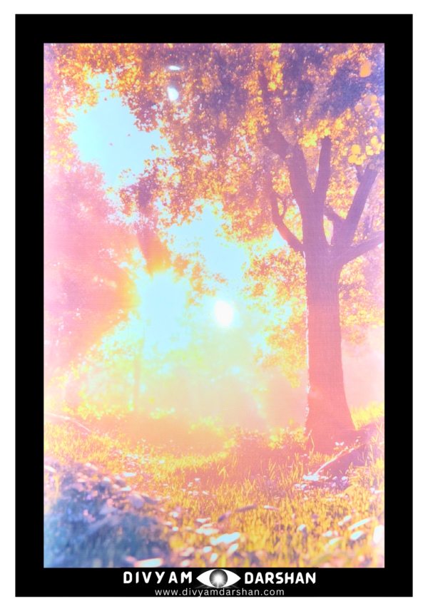 A sunlit forest scene with golden light streaming through trees.