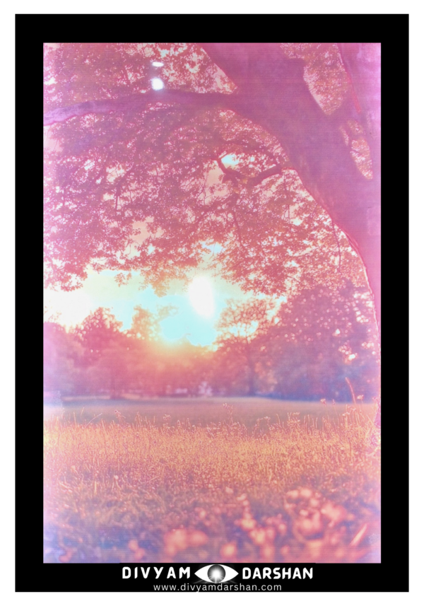 A large tree with sprawling branches is positioned in the foreground with golden sunlight filtering through the leaves.